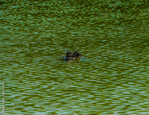 Caiman sighting in Big Pond, caiman spying, San Andres islands