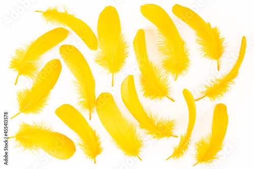 Yellow feathers scattered on white background