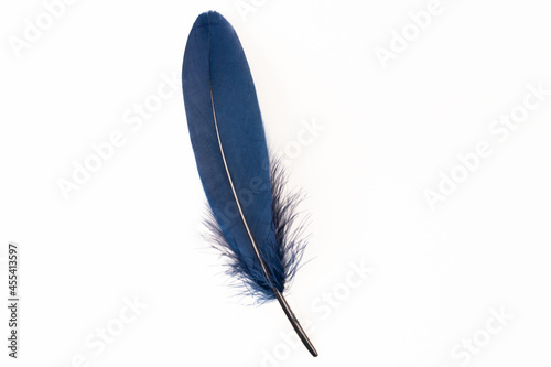 Dark blue feather on white background