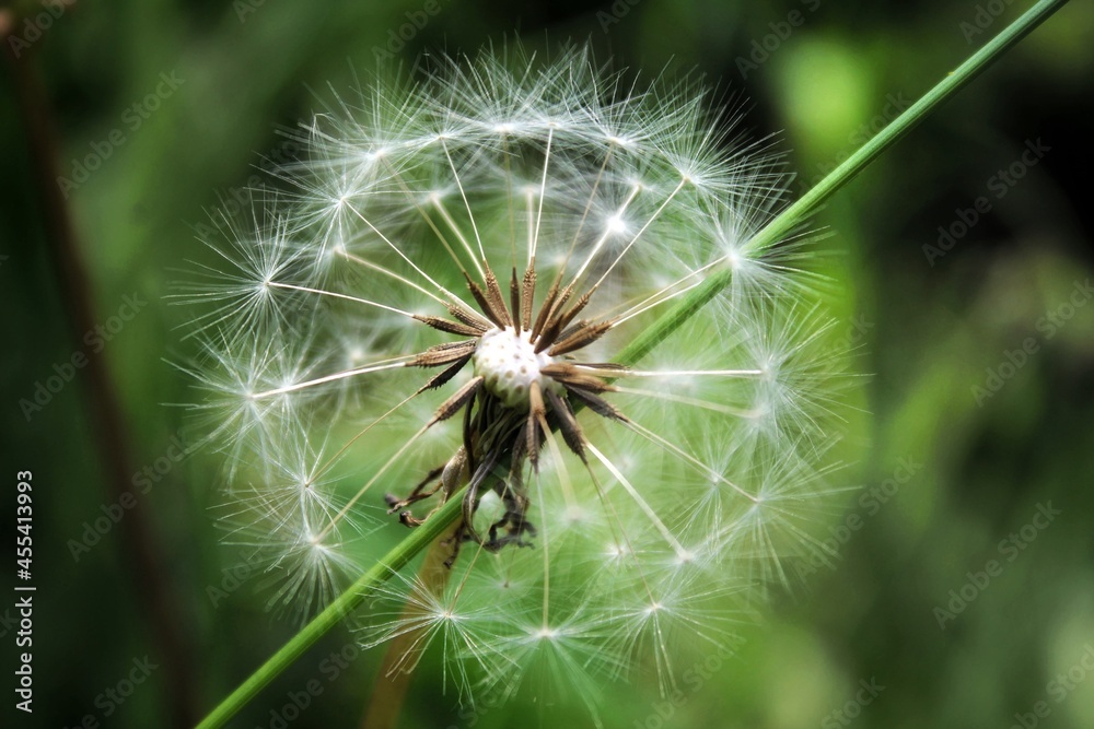 dandelion