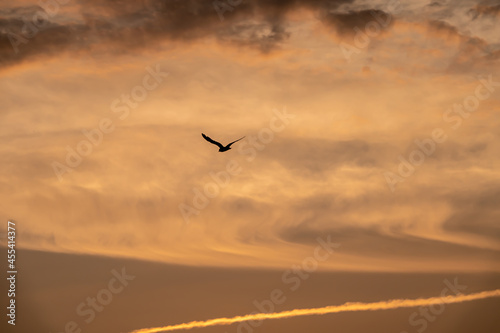 A Seagull Soaring Over Georgian Bay at Dusk