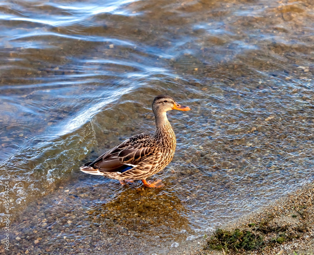 Duck on the shore of the pond Duck on the shore of the pond