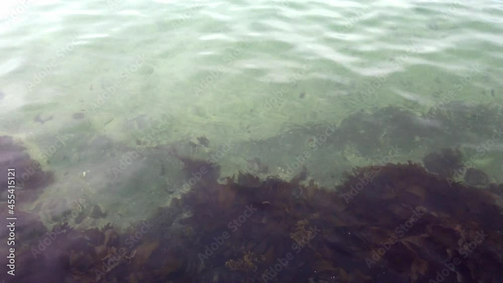 View Of The Bottom Covered With Moss And Algae Through The Clear Water - high angle shot View Of The Bottom Covered With Moss And Algae Through The Clear Water - high angle shot
