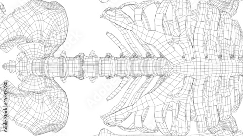 Human skeleton. Vector