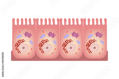 Intestinal epithelial cell. Infographics enterocyte. Medical education. photo