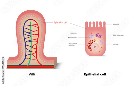 Structure of intestinal villi and epithelium cell. Medical education.
