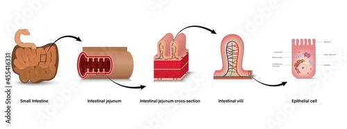 Anatomy of small intestine. Intestinal jejunum cross-section, Internal villi cross-section. Epithelial cell. photo
