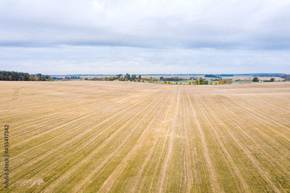 aerial drone view of harvested mowed golden wheat field on bright autumn day