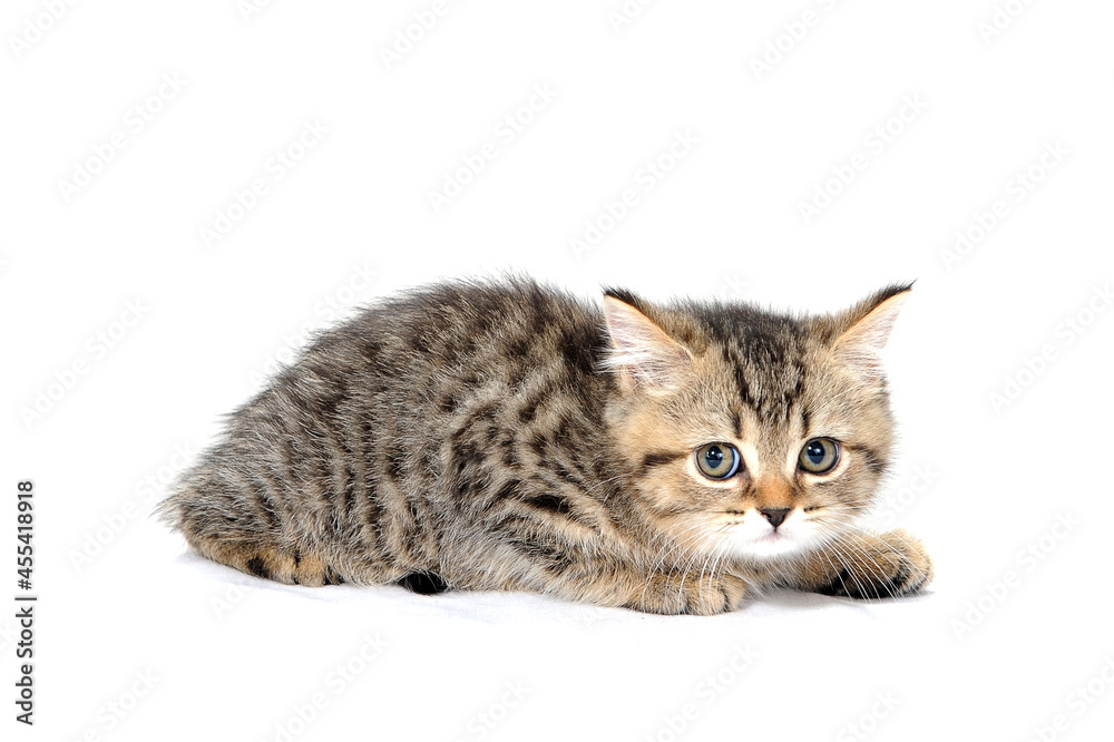 a striped purebred kitten lies on a white isolated background
