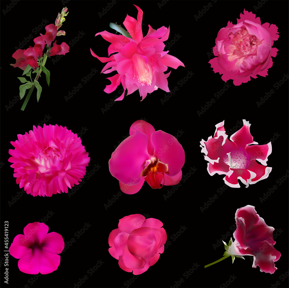 set of nine pink blooms isolated on black
