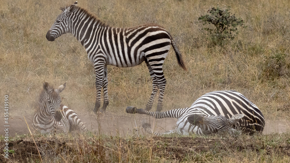 Obraz premium Zwei Steppenzebras wälzen sich im Staub, ein Tier steht in der Seitenansicht dahinter
