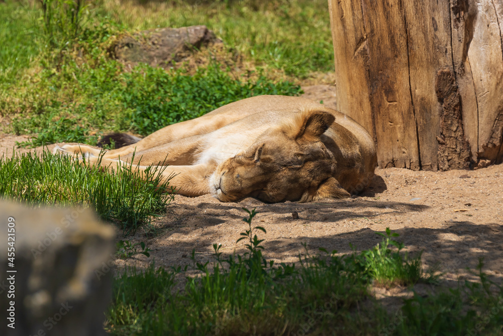 Naklejka premium Indian lion - Panthera leo persica female lying on the ground under a tree.