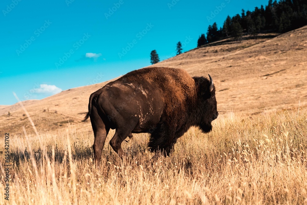 Buffalo roaming plains with clear blue sky. 