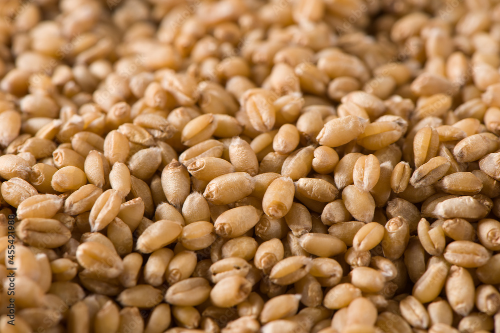 close up of raw wheat grain texture background close up of raw wheat grain texture background