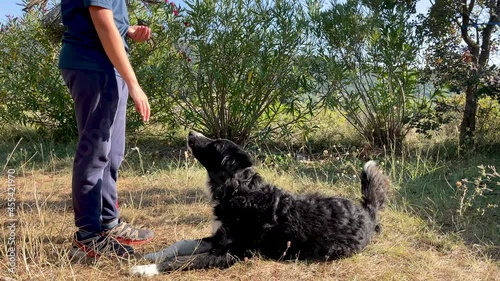 border collie working on obedience training