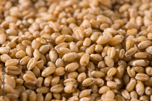 close up of raw wheat grain texture background
