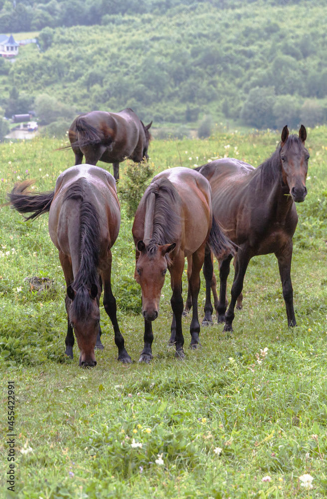 Three brown horses stand in a row. One looks into the camera while the others eat grass. The horses graze in the mountains among the green grass. The concept of cattle breeding. Three brown horses stand in a row. One looks into the camera while the others eat grass. The horses graze in the mountains among the green grass. The concept of cattle breeding.