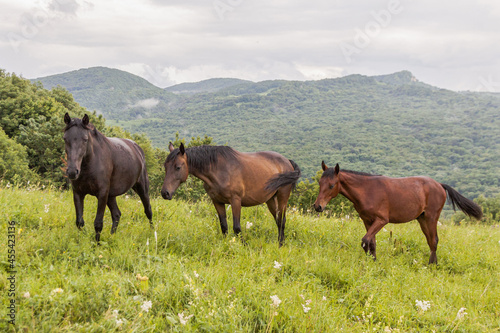 Three horses on a background of mountains, forest and green grass. The concept of livestock breeding.