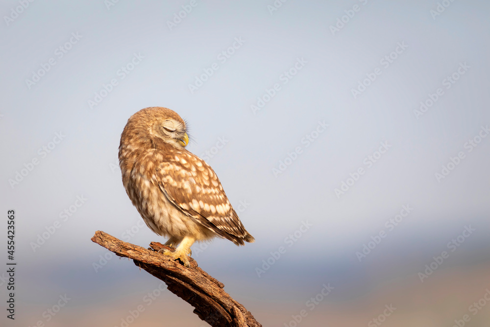 Little owl. Colorful nature background. Athene noctua. Little owl. Colorful nature background. Athene noctua.
