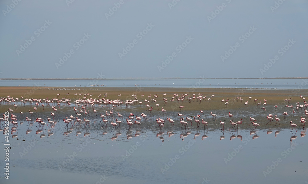 Fototapeta premium In the evening, flocks of flamingos are feeding or resting in the lagoon.