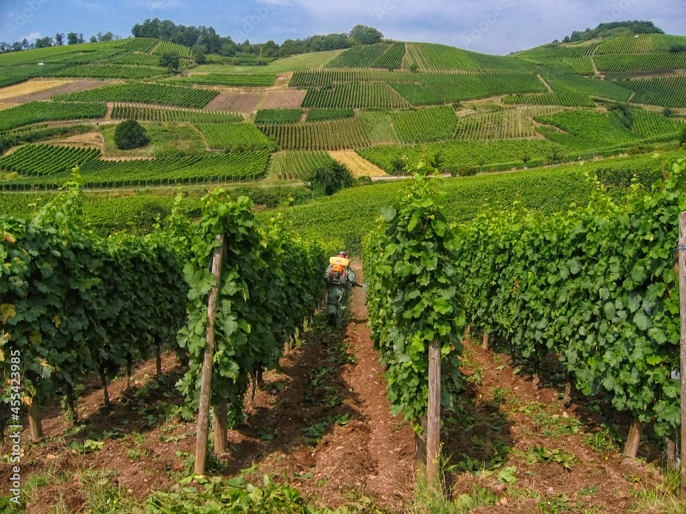 Spraying vineyard in Elzas