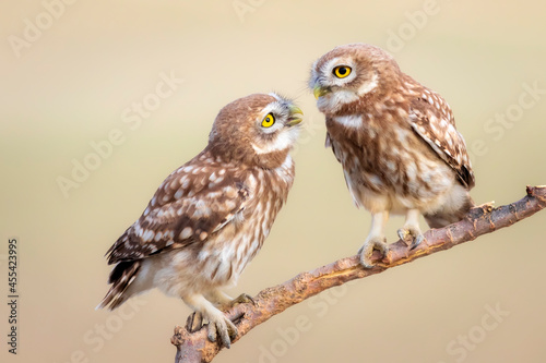 Little owl. Colorful nature background. Athene noctua.  