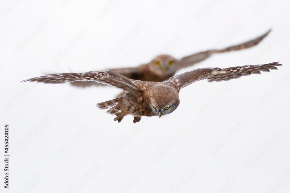 Little owl. Colorful nature background. Athene noctua. Little owl. Colorful nature background. Athene noctua.