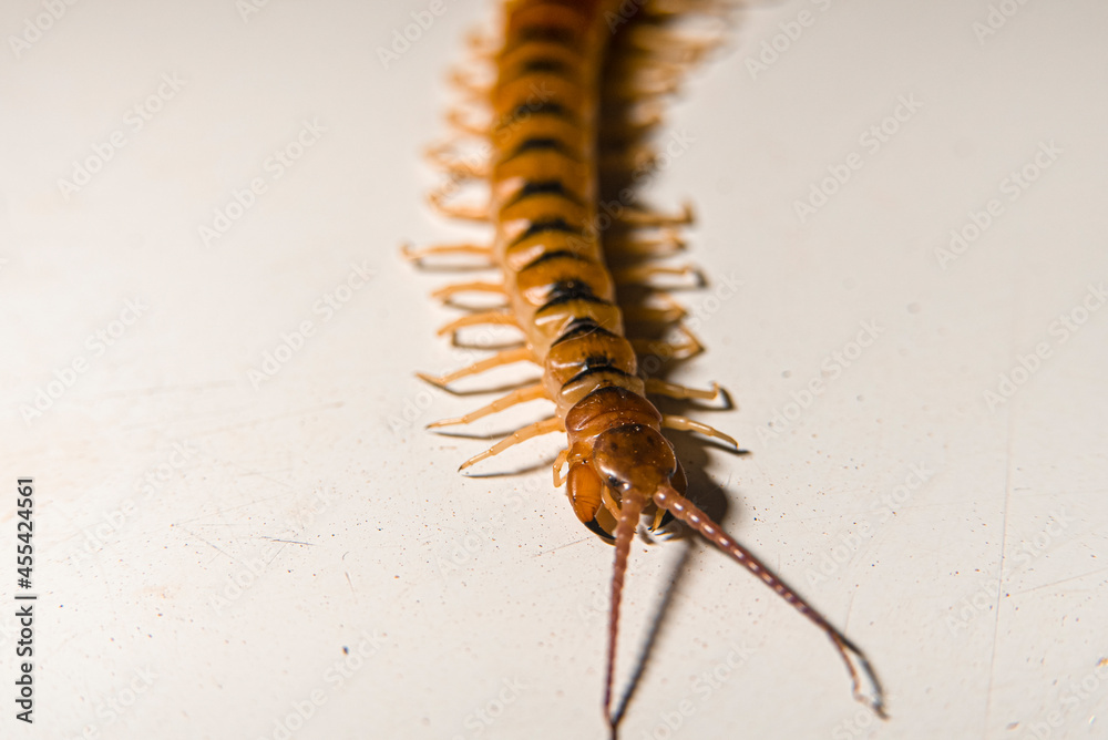 Creepy Crawly Yellow Brown Centipede Antenna Pincers Creepy Crawly Yellow Brown Centipede Antenna Pincers