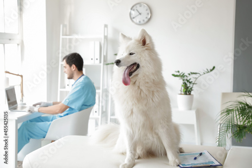 Fluffy white samoyed dog si...