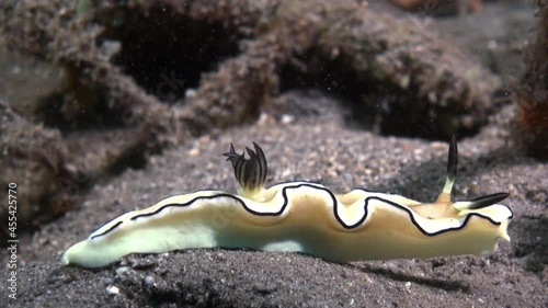 nudibranch glossodoris atromarginata moving left to right over dark sandy bottom, close-up shot showing all body parts photo