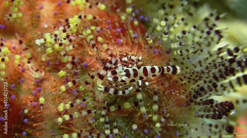 underwater shot of symbiosis between coleman shrimp and magnificent fire urchin, close-up photo