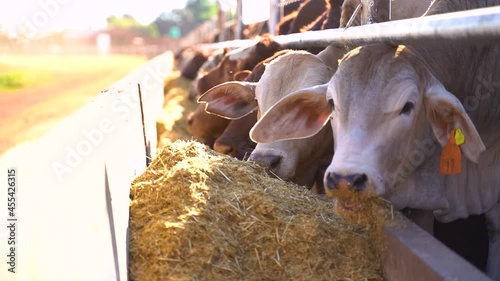 Cattle Chewing Hay in Feedlot, Slowmotion photo