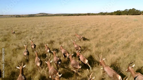 Aerial Footage of a Herd of Antelope Running, Blesbok, Blesbuck in South Africa Safari Wildlife photo