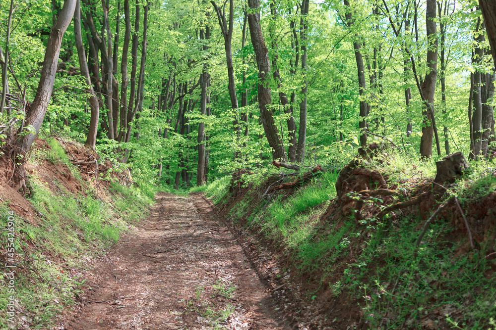 Way through the forest . Country road in the green woodland Way through the forest . Country road in the green woodland