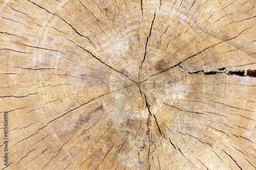 The surface of an old wood for natural background