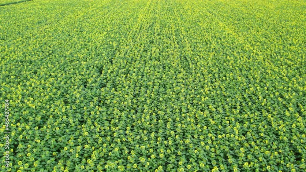 Large field with sunflowers on a sunny summer day
Aerial drone view Large field with sunflowers on a sunny summer day
Aerial drone view