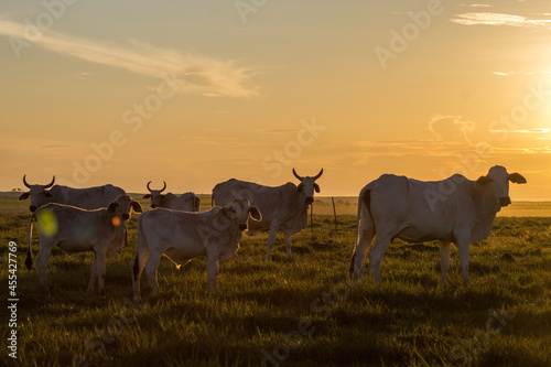 cows in the field © JuanRaw 