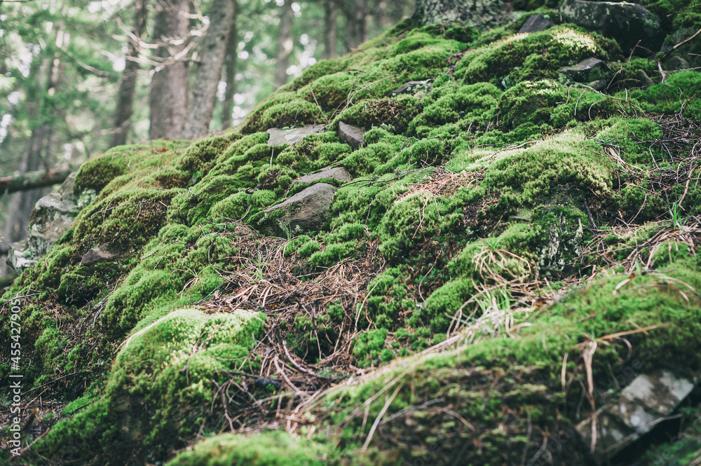Mosses of a mountain forest. The ground and stones in the forest are covered with green moss.