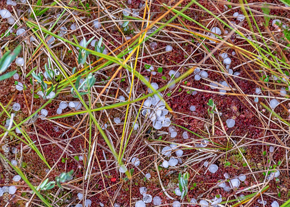 swamp in autumn, white hail grains on swamp vegetation, grass, moss, and lichens in autumn colors, autumn time swamp in autumn, white hail grains on swamp vegetation, grass, moss, and lichens in autumn colors, autumn time