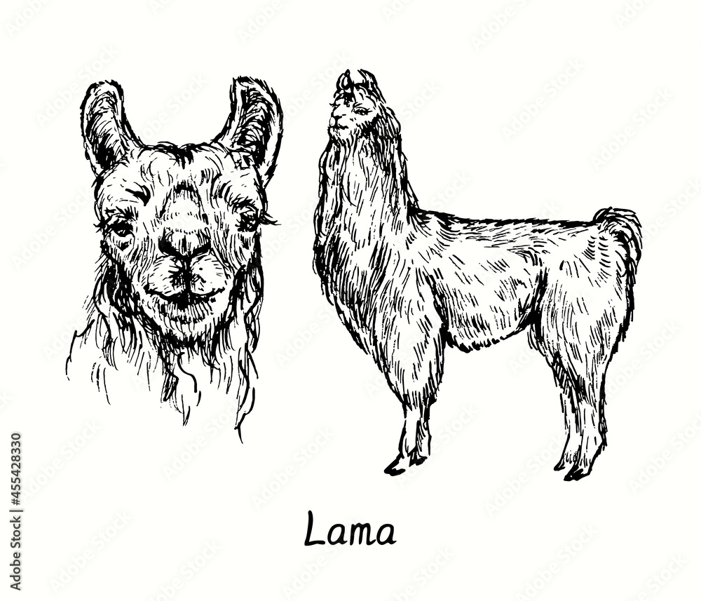 Lama face front view and standing side view. Ink black and white doodle drawing in woodcut style illustration
