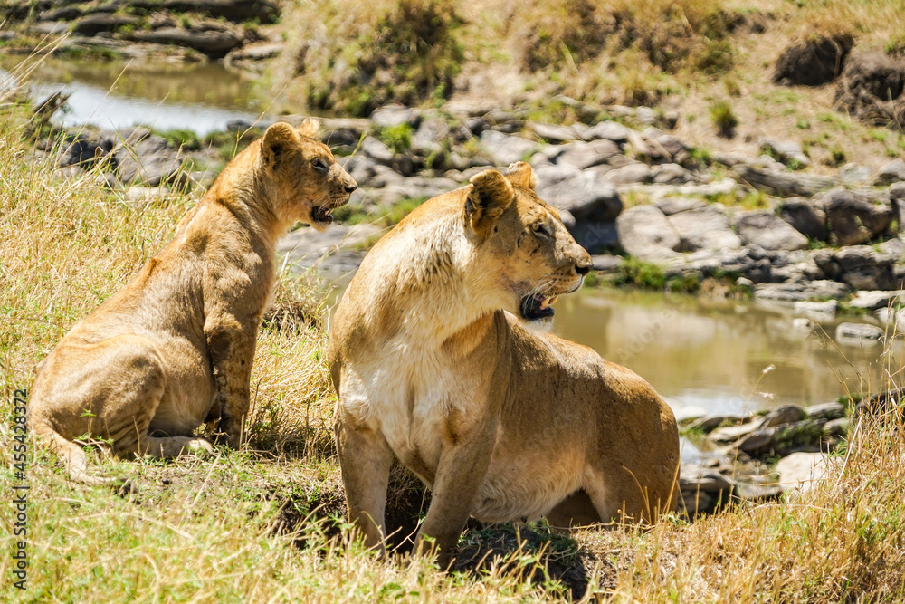Fototapeta premium Parents and children of wild lions on the waterfront of the African savanna (Masai Mara National Reserve, Kenya)