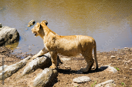 Cute wild lion cub at the water's edge (Masai Mara National Reserve, Kenya)