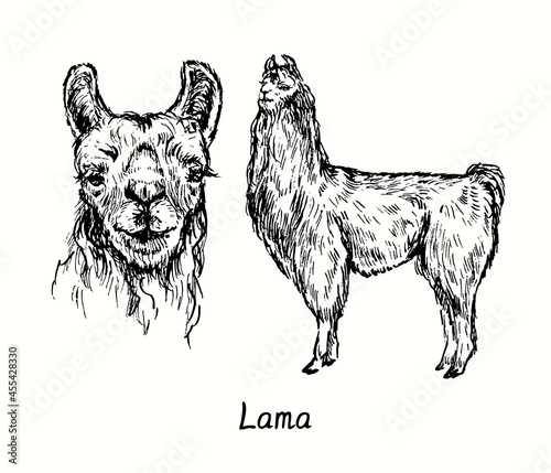 Lama face front view and standing side view. Ink black and white doodle drawing in woodcut style illustration