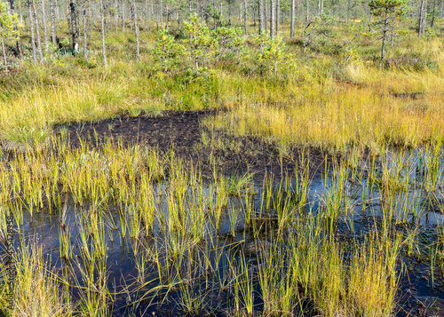 bog in autumn, beautiful bog vegetation, traditional, grass, moss, berries and lichens in autumn colors, autumn time