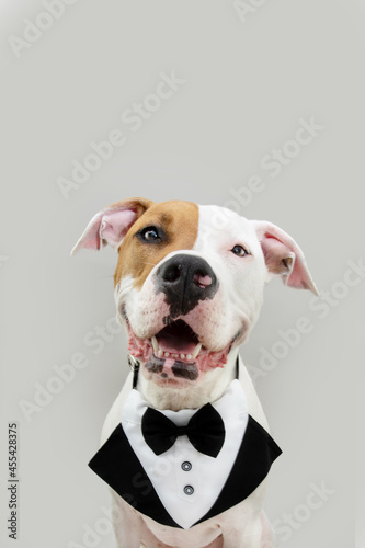 Portrait happy and elegant american staffordshire celebrating birthday or valentine s day wearing a tuxedo. Isolated on gray background