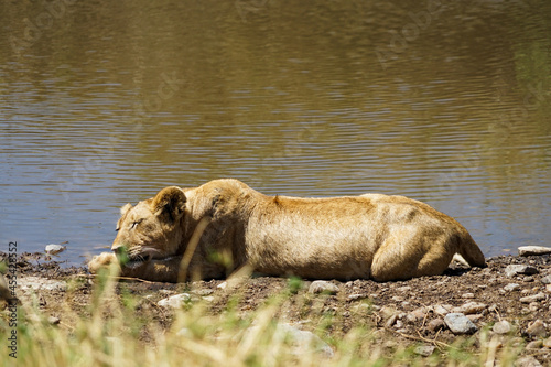 Wild female lion lying by the water and taking a nap (Masai Mara National Reserve, Kenya)