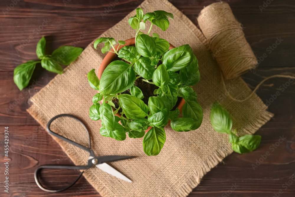 Fresh basil in pot, scissors and rope on wooden background Fresh basil in pot, scissors and rope on wooden background