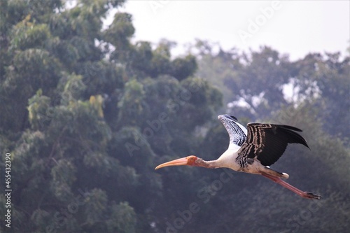 Bird Name Painted Stork
I clicked this photo from a pond
  Lens : Canon 55-255 Lens Use 