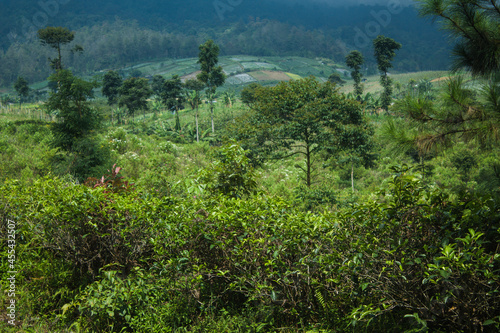 abandoned tea plantation landscape with hill background 