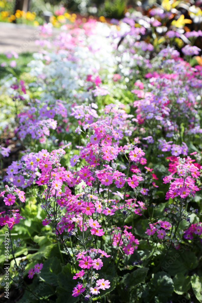 Beautiful vibrant pink, white and purple Primrose flowers. Also known as Primula Beautiful vibrant pink, white and purple Primrose flowers. Also known as Primula